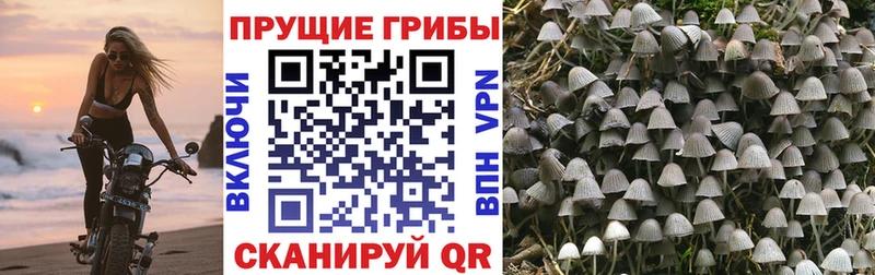 Псилоцибиновые грибы прущие грибы  дарнет шоп  kraken вход  Власиха 